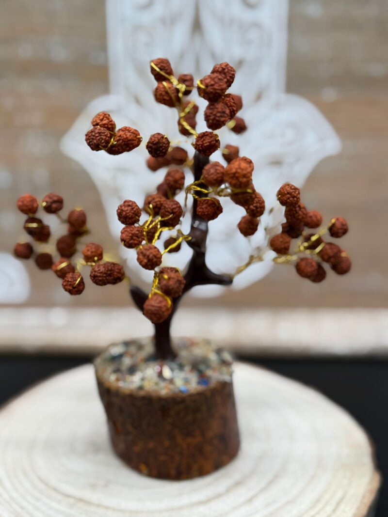 Árbol Rudraksha