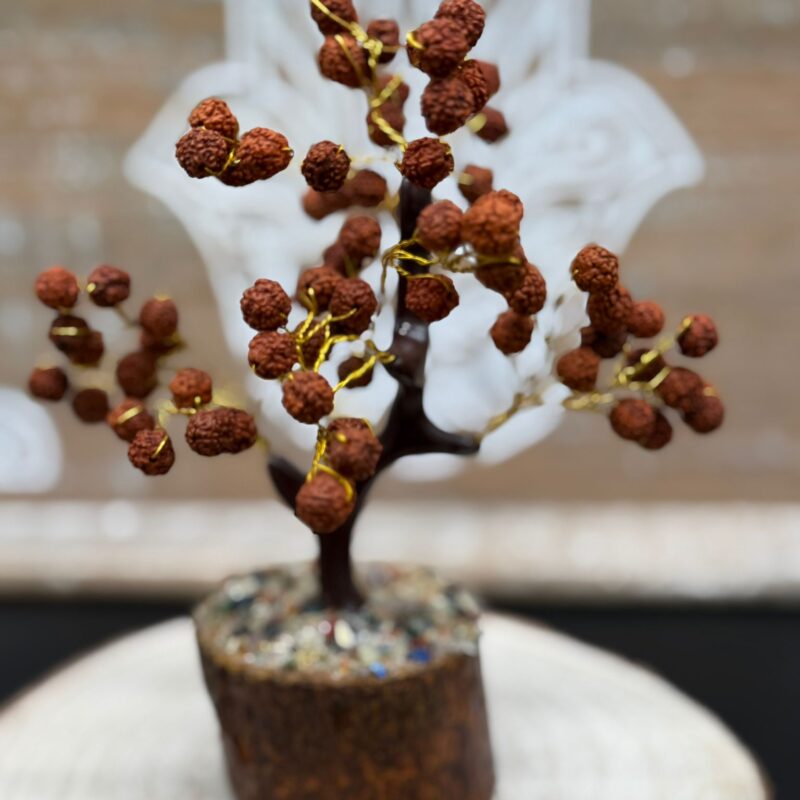 Árbol Rudraksha
